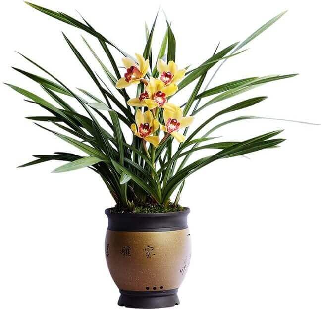 8 lucky house plants - orchid - Everything Abode