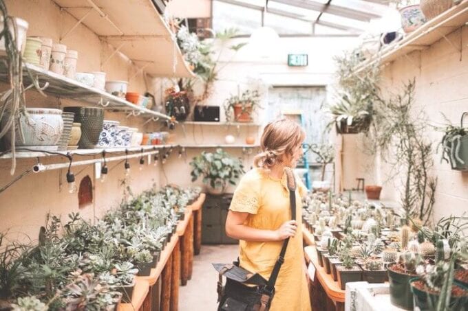 hanging plants, hanging indoor plant, indoor hanging plants, hanging succulent plants, best hanging plant, plants for hanging