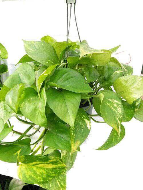 Best Indoor Hanging Plant 6 Devil’s IvyPothos - Everything Abode