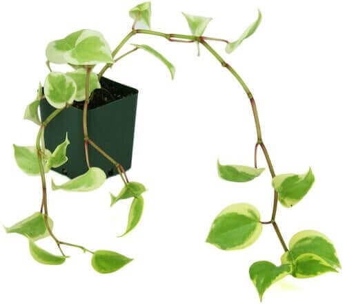 Best Indoor Hanging Plant 7 Peperomia 'Variegata' - Everything Abode