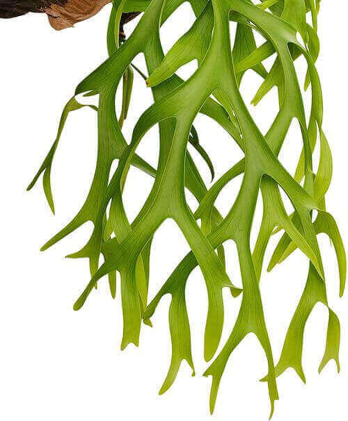 Best Indoor Hanging Plant 8 Staghorn Ferns - Everything Abode