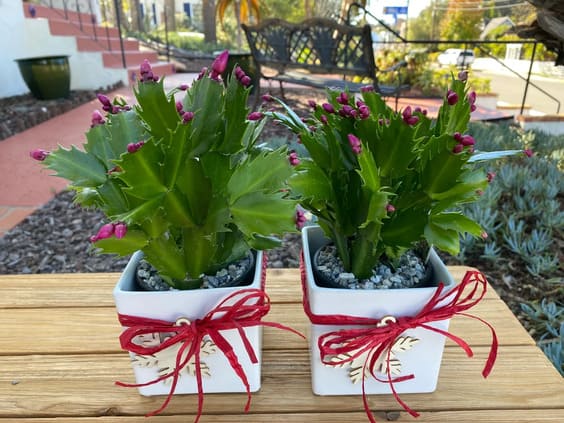 Blooming Christmas Cactus with pink leaves