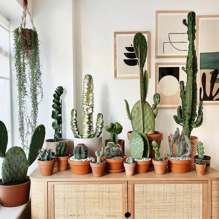 Bedroom filled with potted cacti and succulents