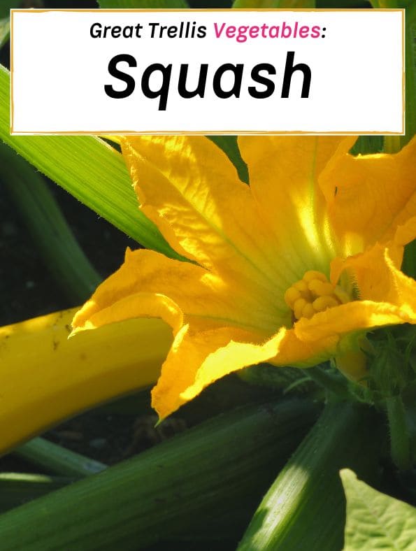 easy trellis vegetables, squash
