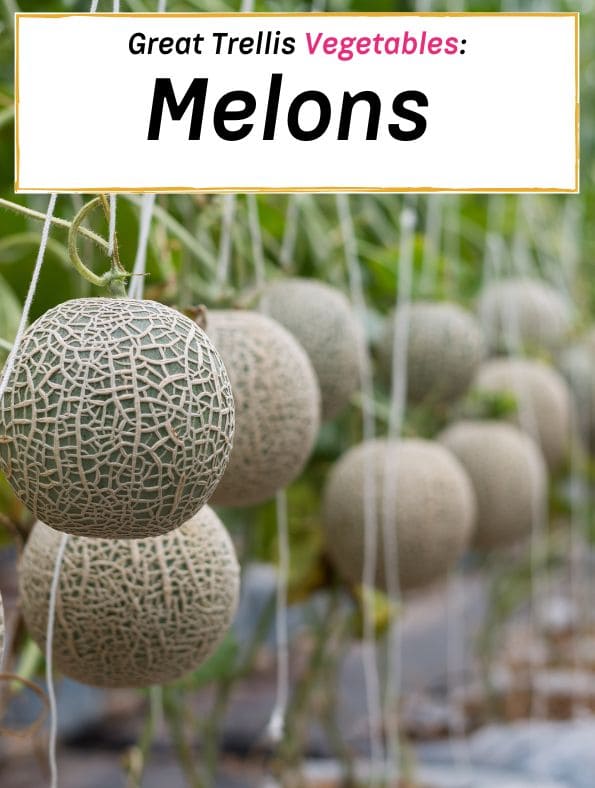 easy trellis vegetables, melons
