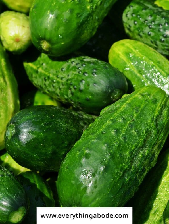 easy trellis vegetables, cucumbers