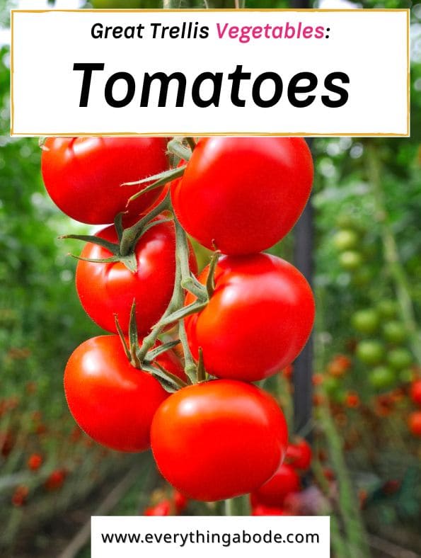 easy trellis vegetables, tomatos