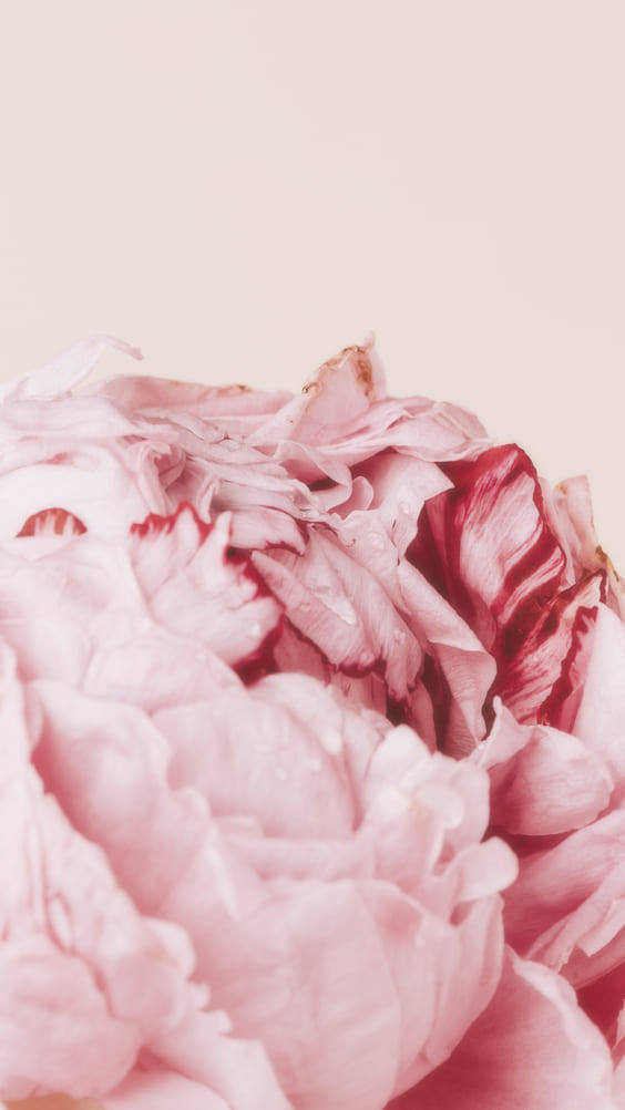 Soft pink background with pink flower wallpaper.