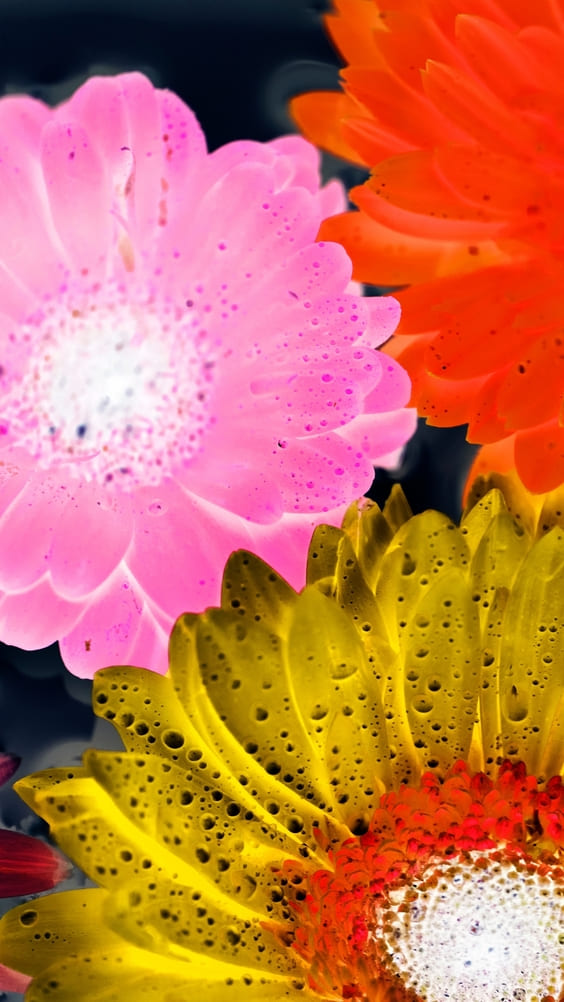 neon fluorescent pink, orange, and yellow flower wallpaper.