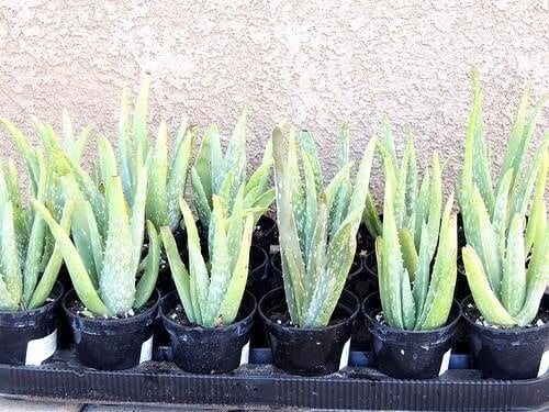 Indoor Hanging Plant Aloe Vera - Everything Abode