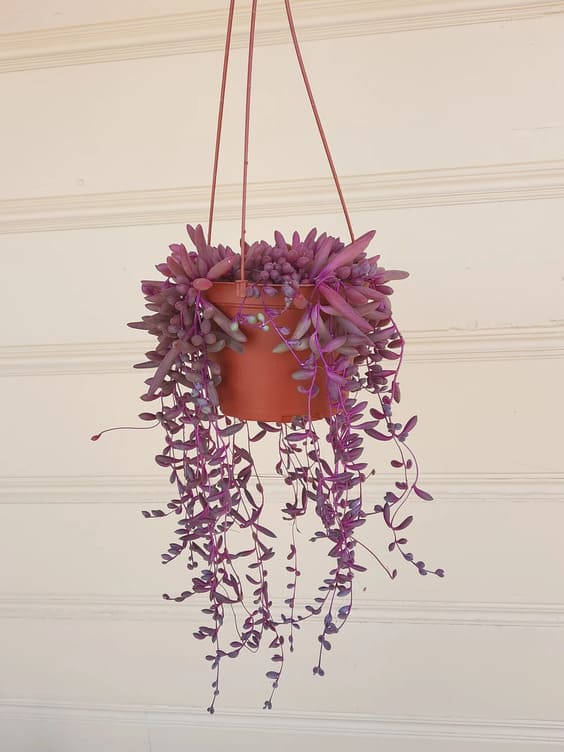 Othonna Capensis 'Ruby Necklace' house plant pink