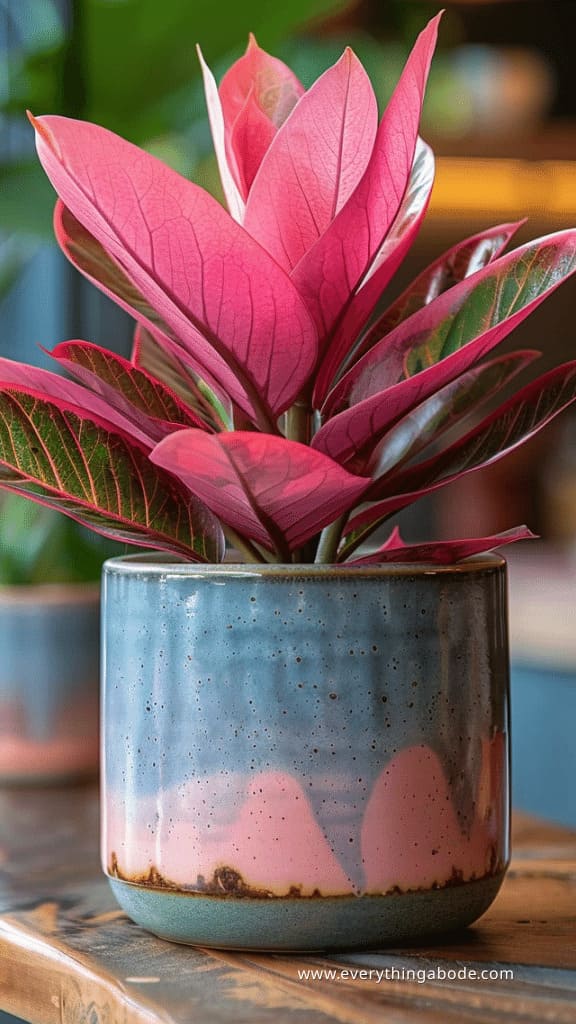 pink houseplants