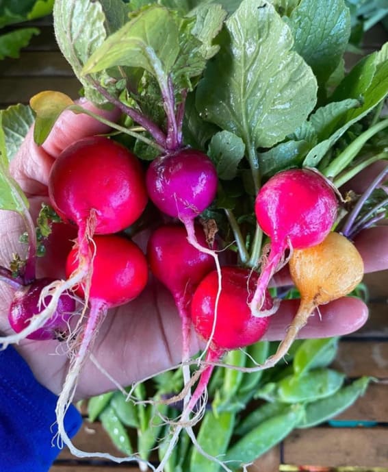 Radishes to grow in beginner friendly garden, easy to grow, A palm that is brimming with radiant radishes, its roots are earthy, and its leaves are lush.