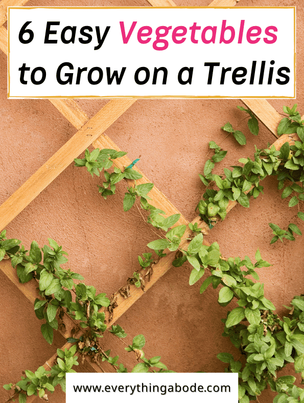 Easy Vegetables That Grow on a Trellis