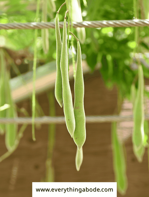 Easy Vegetables That Grow on a Trellis