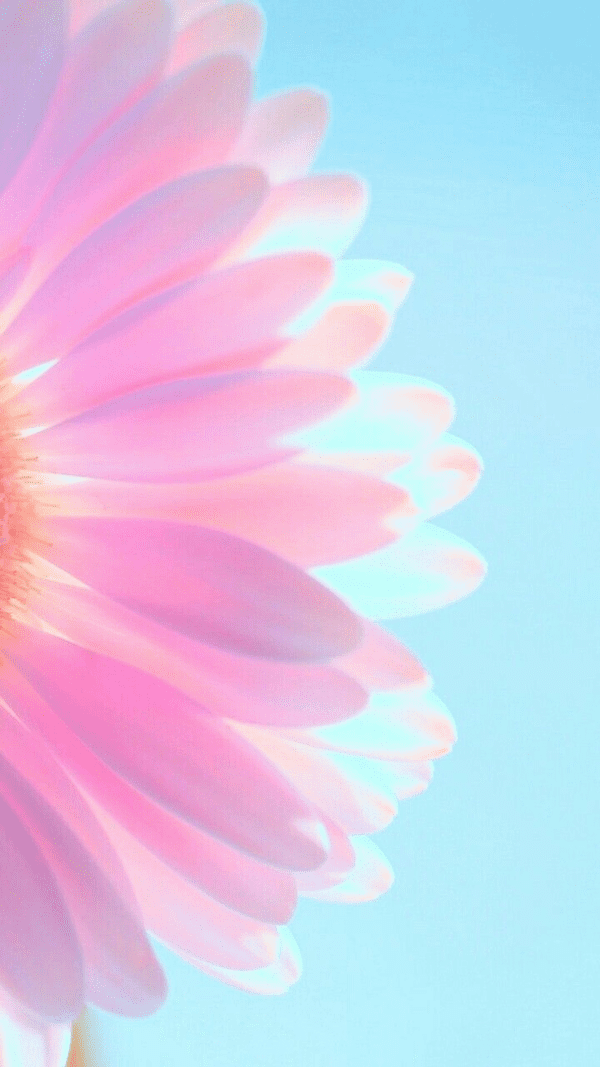 Pastel pink flower with blue sky