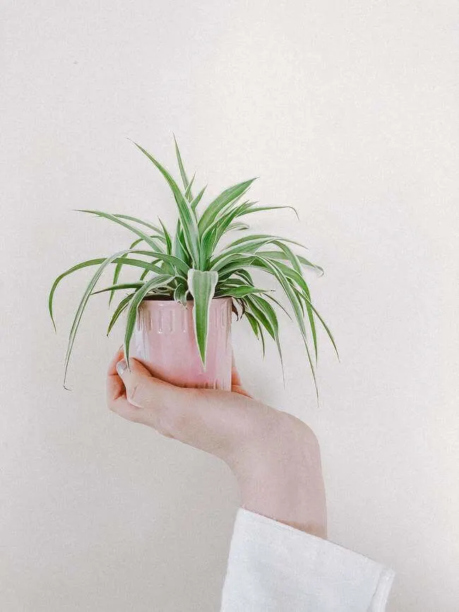 8 lucky house plants - energy structure - Everything Abode