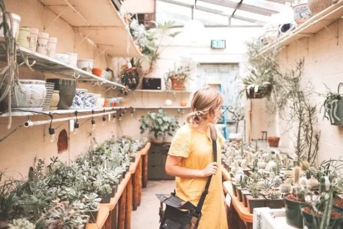 hanging plants, hanging indoor plant, indoor hanging plants, hanging succulent plants, best hanging plant, plants for hanging