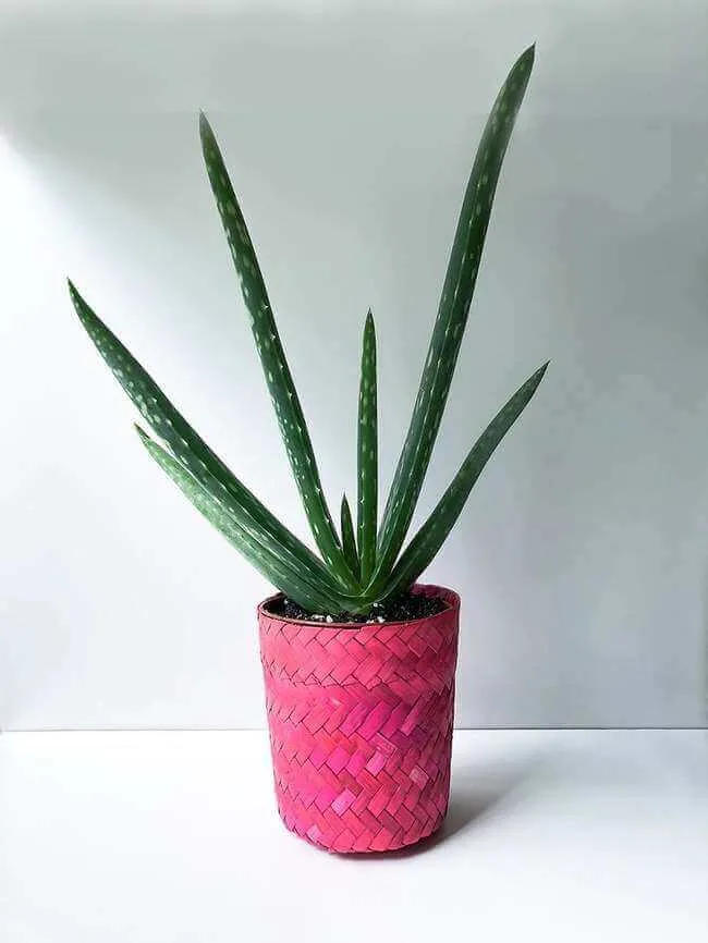 Aloe Vera, best plant for improving air quality - Everything Abode