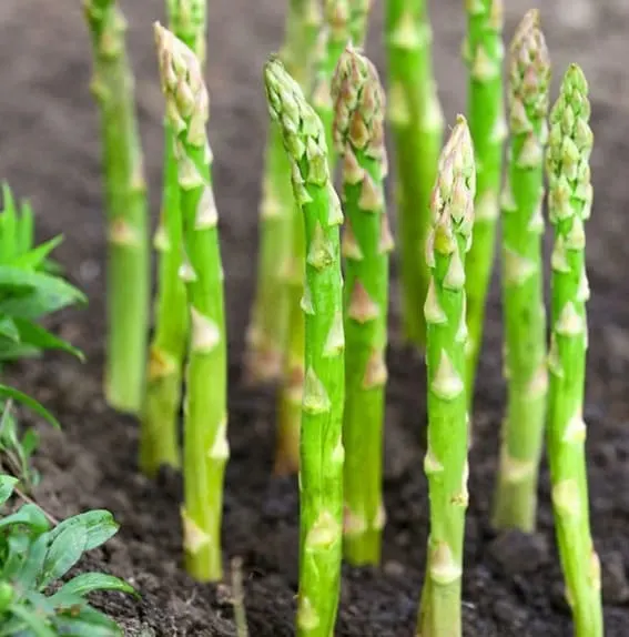 Spiked asparagus emerges from the soil and signals the beginning of the spring season in your garden.