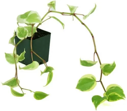 Best Indoor Hanging Plant 7 Peperomia 'Variegata' - Everything Abode