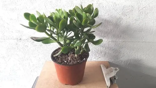 Best Indoor Hanging Plant Jade - Everything Abode