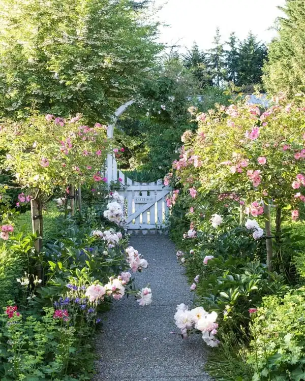 Sunlit cottage garden path lined with pink roses and peonies leading to a white gate