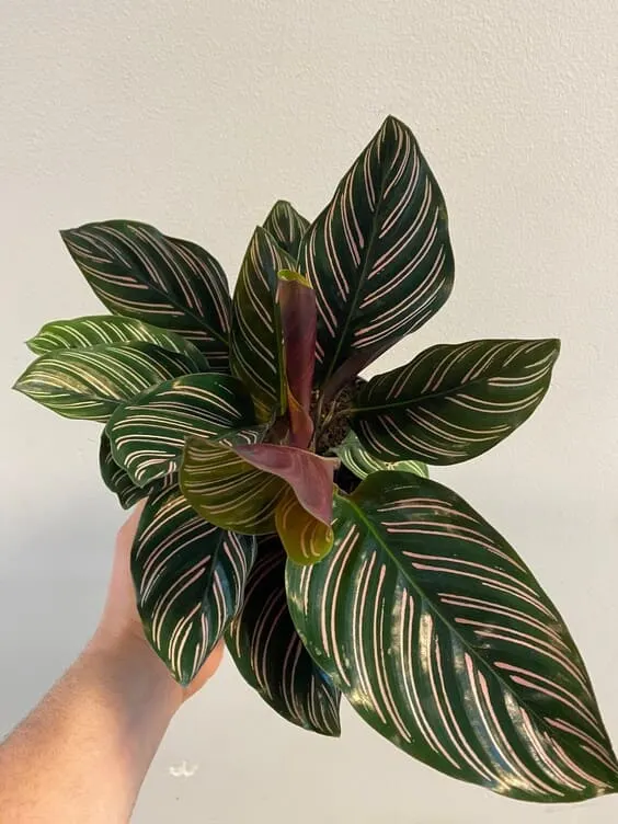Calathea Ornata Sanderiana - Zebra Plant, pink plant