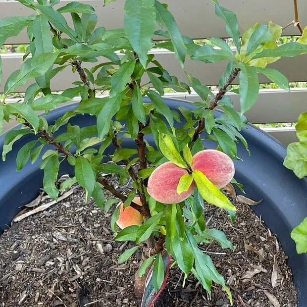 dwarf peach tree