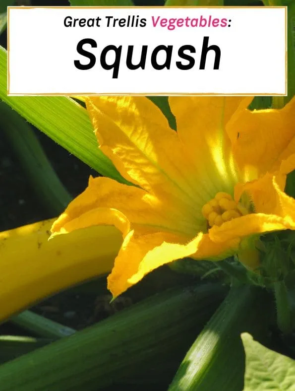 easy trellis vegetables, squash