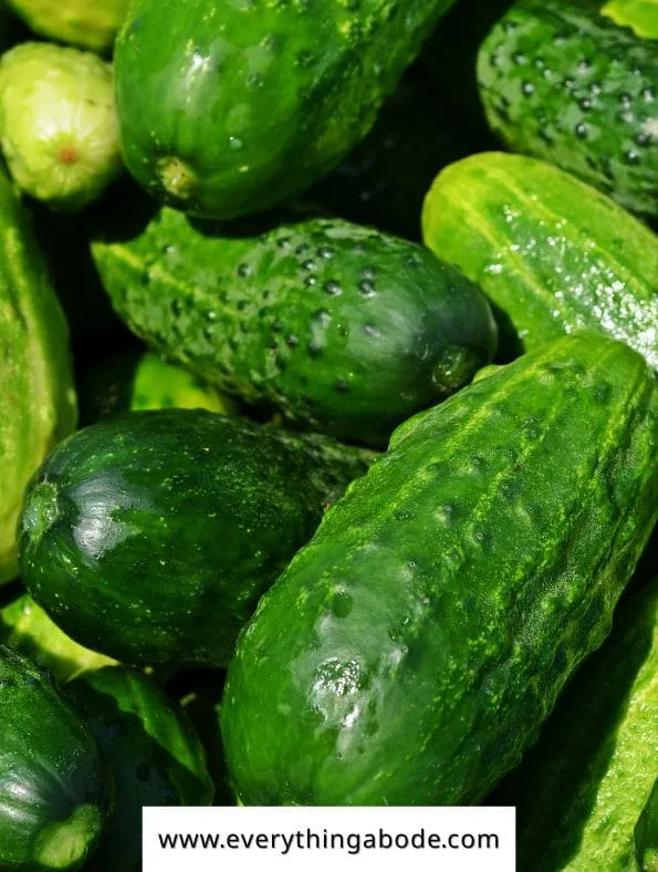 easy trellis vegetables, cucumbers