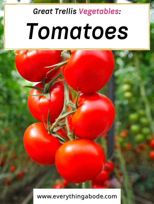 easy trellis vegetables, tomatos