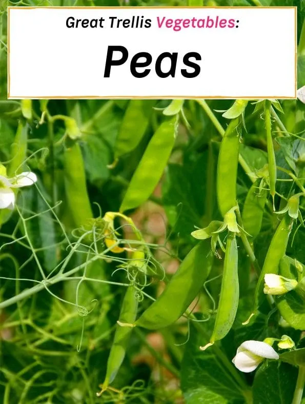 easy trellis vegetables, peas