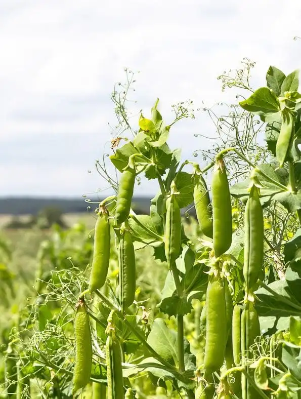 easy trellis vegetables, peas