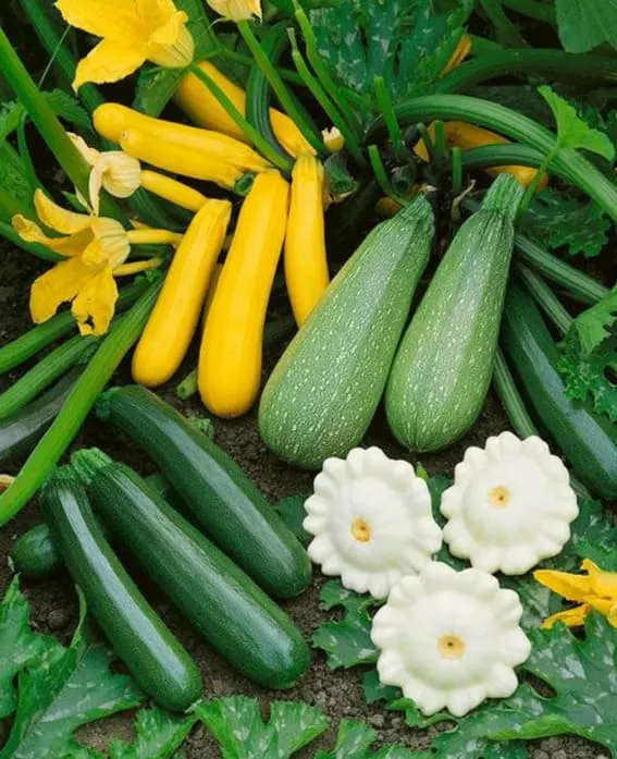 easy vegetables to grow