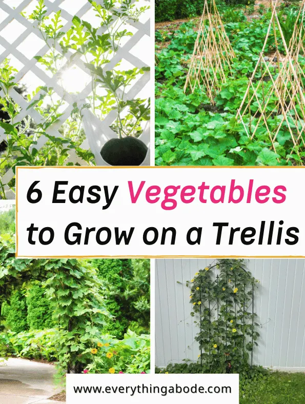 Easy Vegetables That Grow on a Trellis