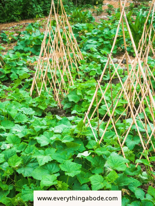 Easy Vegetables That Grow on a Trellis