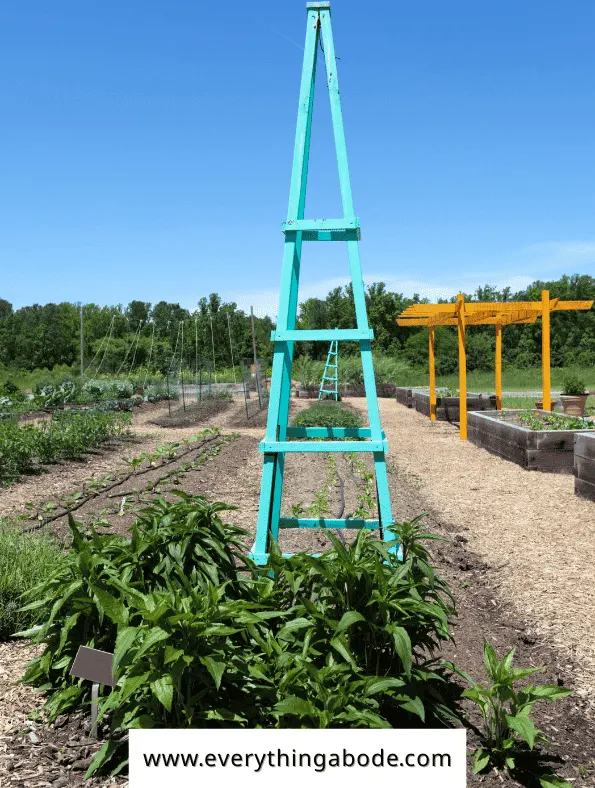 Easy Vegetables That Grow on a Trellis