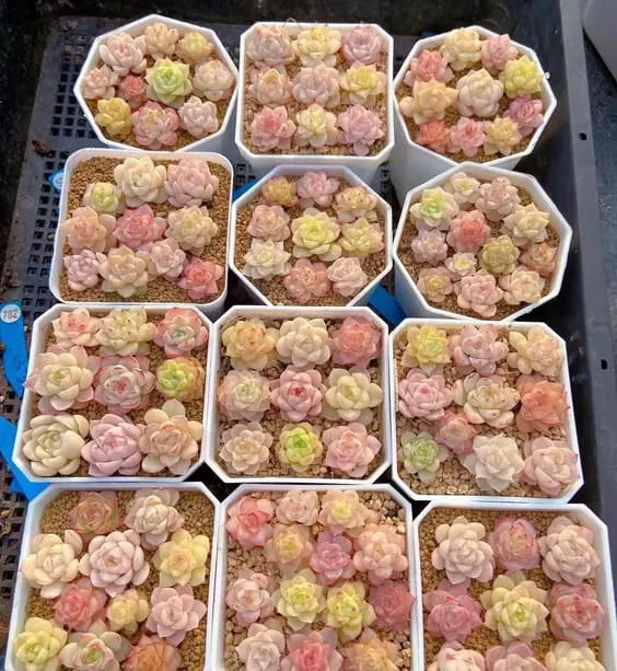 Echeveria subsessilis pink houseplant