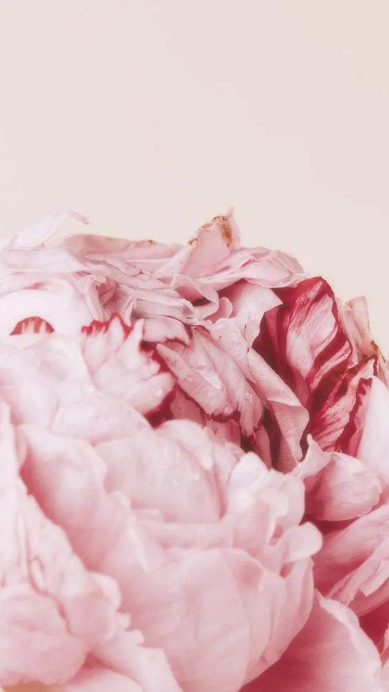 Soft pink background with pink flower wallpaper.