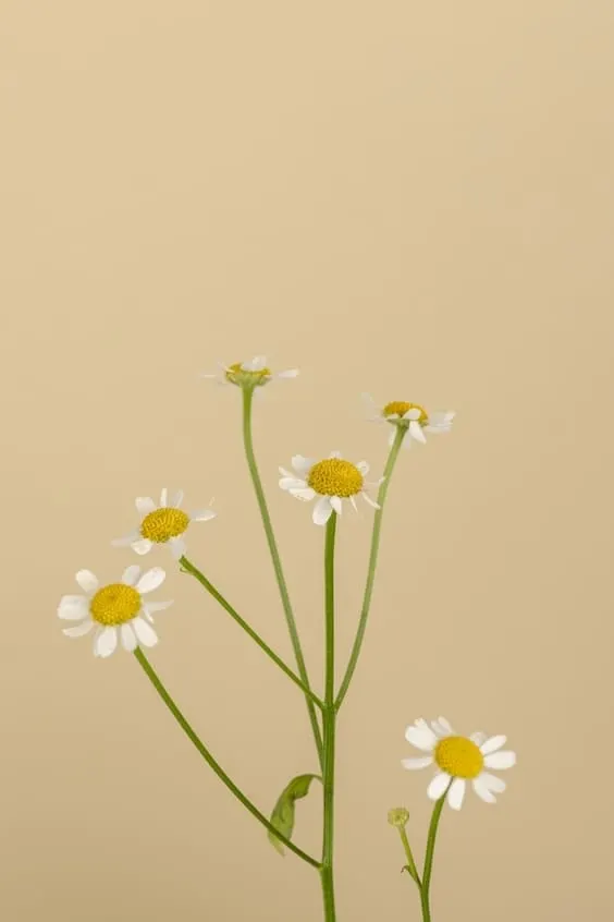 Daisy's wallpaper with beige background