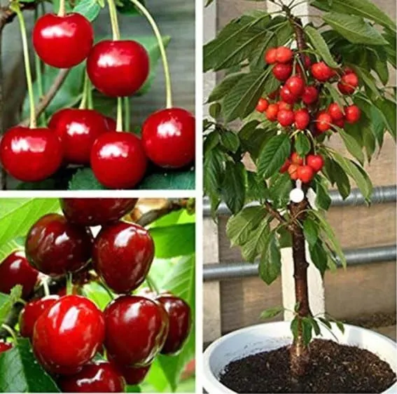 Small Stella cherries