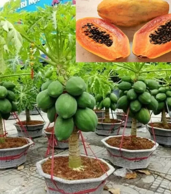 Dwarf Papaya