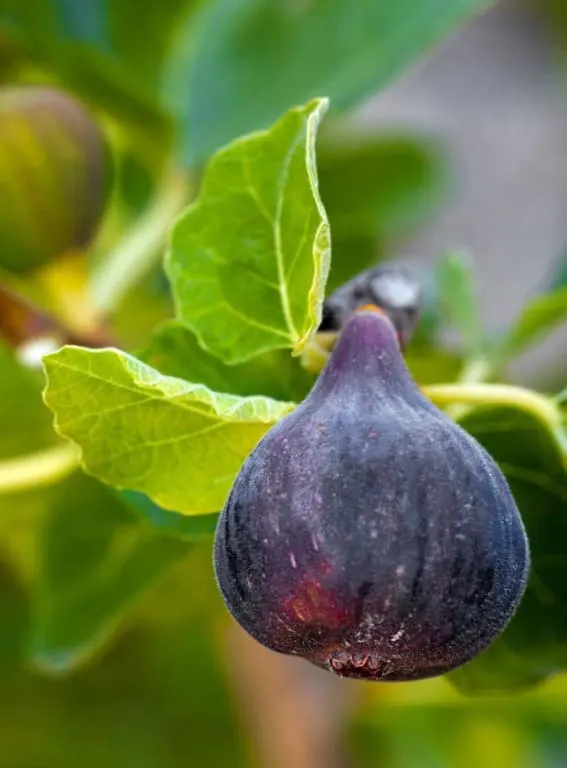 Black Mission Fig