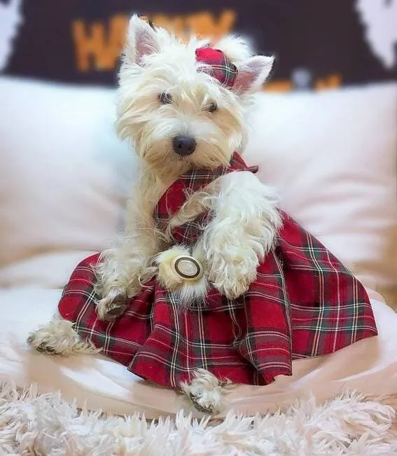 A dog dressed in a tartan dress.