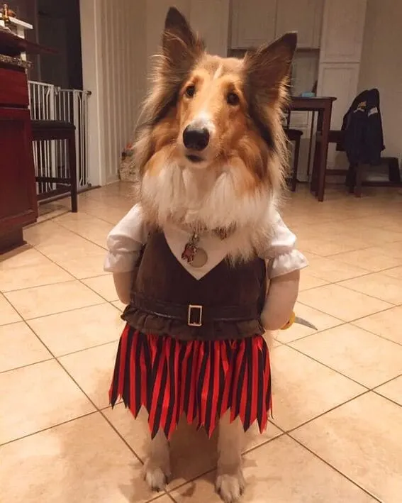 Dog dressed as a pirate.