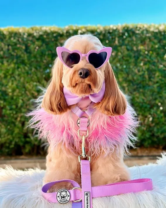 Dog dressed in pink sunglasses and a fluffy outfit.