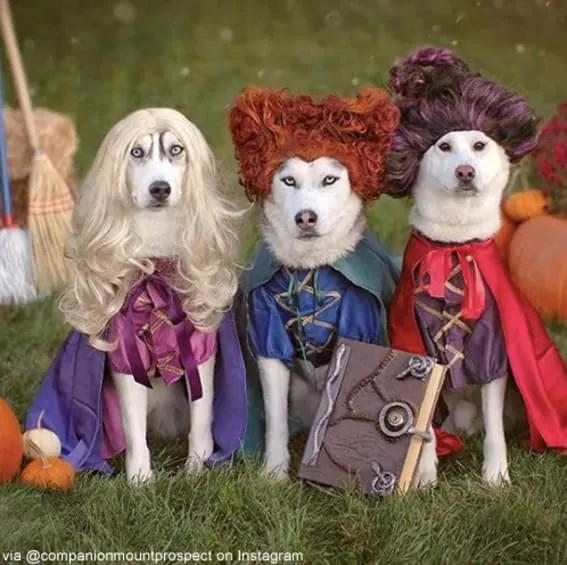Dogs dressed as the Sanderson sisters.
