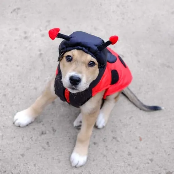 Puppy dressed as a ladybug.