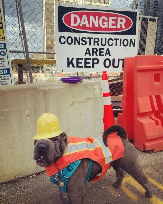 The dog dressed as a construction worker.